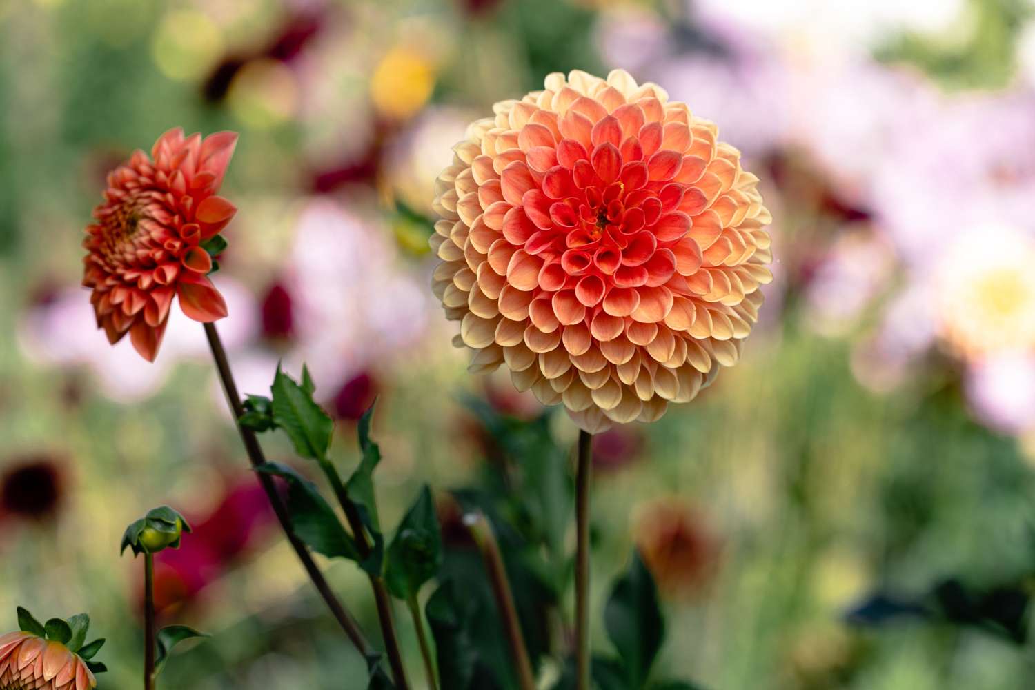 Dahlia 'Jowey Linda'
